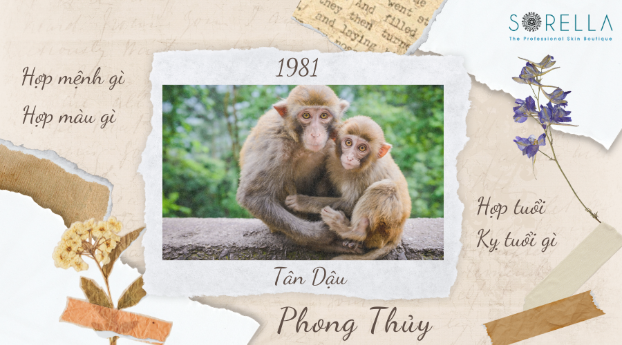 1. Tổng Quan Về Tử Vi Tuổi Tân Dậu 1981 Năm 2023 Nam Mạng